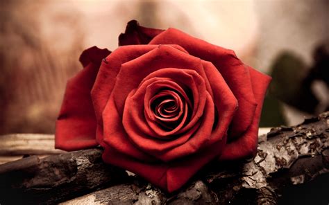 Download Wallpaper 1920x1200 Rose Flower Petal Red Widescreen 1610