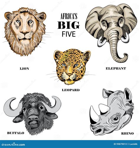 Collection Of Animals From Africa S Big Five Vector Illustration On