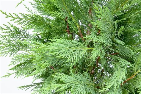Buy Leyland Cypress For Sale Buy Privacy Trees Online Perfect Plants