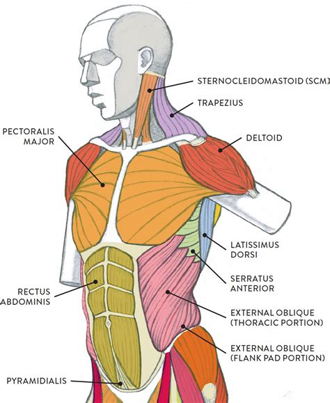 Anatomy Of A Muscle Labeled