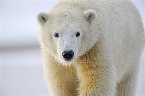 Polar Bear Near Kaktovik On Northern Edge Of Anwr Arctic Alaska
