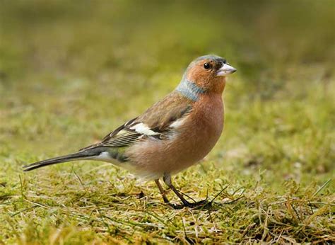 British Garden Birds Identification Guides Bird Spot