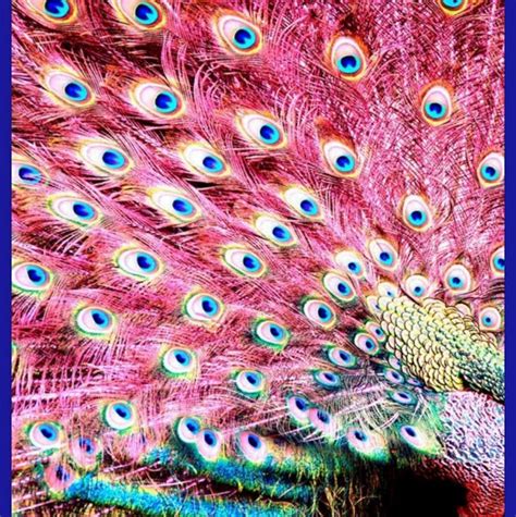 Pink Peacock Peacock Beautiful Birds