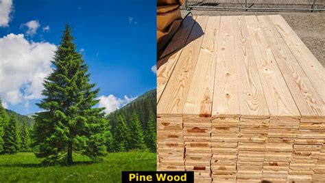 Pine Wood Properties Hardness Uses Advantages And Disadvantages