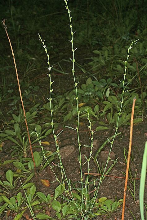 Polygonum Erectum Upright Knotweed Go Botany