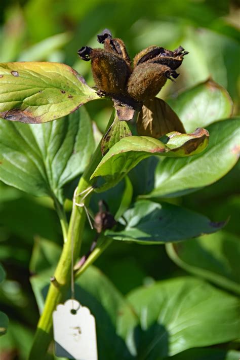 Home guides | sf gate. Southern Peony: 2016 First Intersectional Peony Seeds!