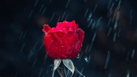 Download Wallpaper Red Rose And Raindrops 2880x1620