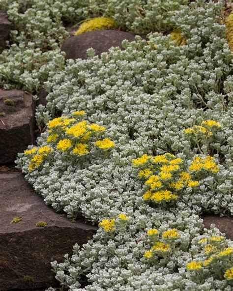 Northwest Native Ground Cover Plants Real Gardens Grow Natives