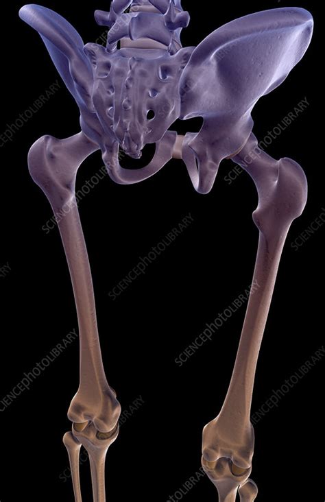 The Bones Of The Lower Limb Stock Image F0016606 Science Photo