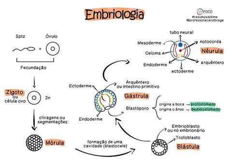 Mapa Mental Embriologia Images