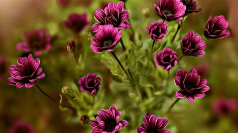 Download Purple Flower Nature Close Up Flower Hd Wallpaper