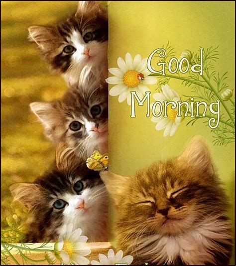 Here is the translation and the portuguese word for good morning Cute Cats And Kittens Good Morning Quote in 2020 | Good ...
