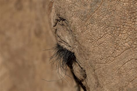 Elefante Africano Animal Mamífero Foto Gratis En Pixabay Pixabay
