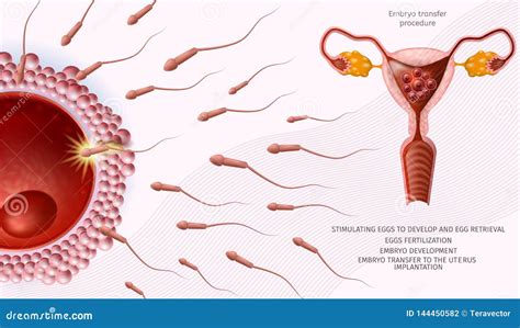 微观精子细胞卵子横幅 向量例证 插画 包括有 生育力 实验室 说明 基因 显微镜 再生产 医疗 144450582