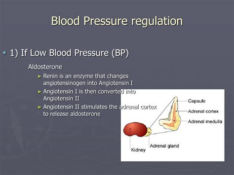 Ppt Blood Pressure Regulation Background Info Powerpoint
