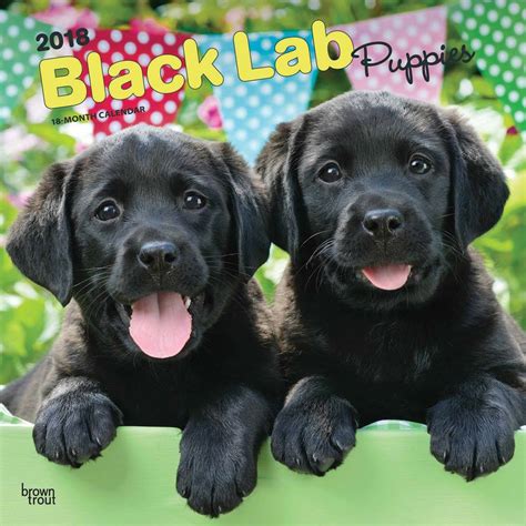 We are located in western iowa and can provide you with the true english labrador retriever puppies. Labrador Retriever Puppies Black Calendar 2018 - Calendar ...