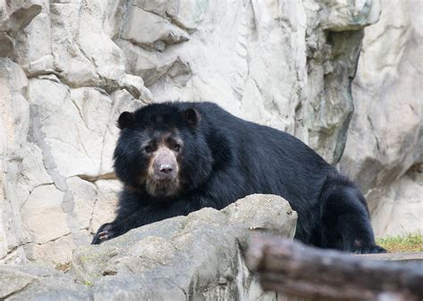 Andean Bear Cisco Debuts At The Smithsonians National Zoo Flickr