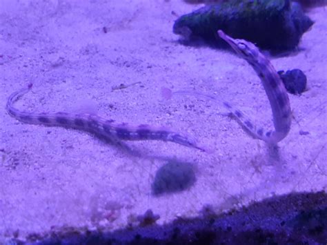 Dragon Faced Pipefish Zoochat