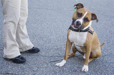 The ultimate guide to help you relocate to richmond, va. PHOTOS: Animals of the Richmond SPCA