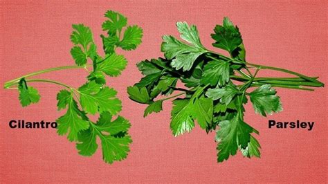 Parsley Versus Cilantro Similarities And Differences Explained