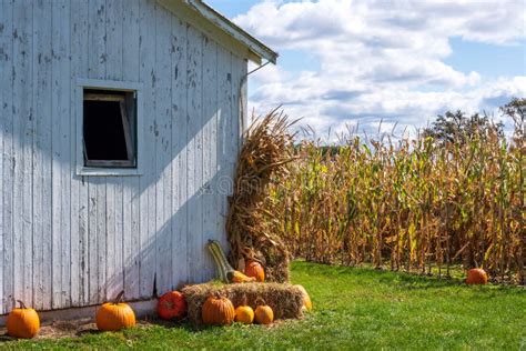 Rustic Autumn Landscape With White Barn And Pumpkins Stock Photo