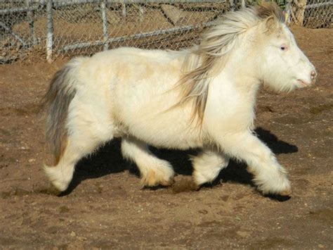 Mondays Aww The Fluffiest Mini Horse Cute Baby Animals Cute