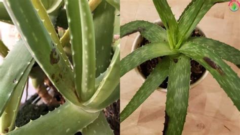 Brown Spots On Aloe Vera Plant Causes And Solutions Garden For Indoor