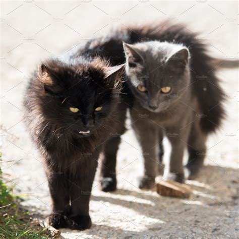Two Black And Gray Cats Containing Cat Kitten And Kitty Animal