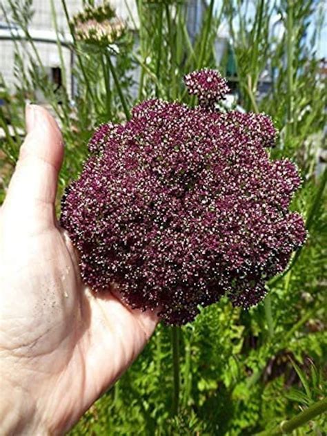 Red Queen Anne S Lace Hardy Perennial Daucus Carota Etsy