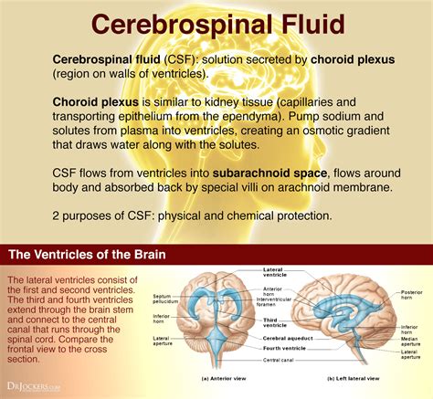 Enhance Cerebrospinal Fluid Flow Naturally