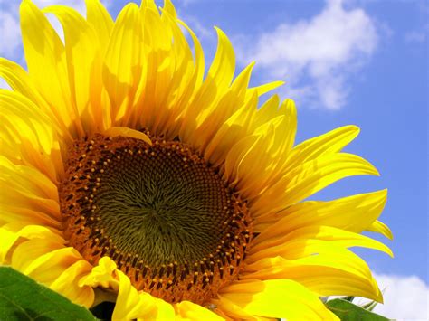 Sunflower Free Photo Download Freeimages