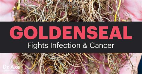 Goldenseal A Natural Antibiotic And Cancer Fighter Dr Axe