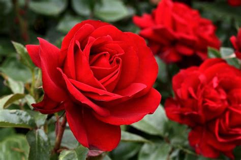 Ramblingshrub Rose Gallipoli Centenary Rose 175mm Pot Dawsons Garden