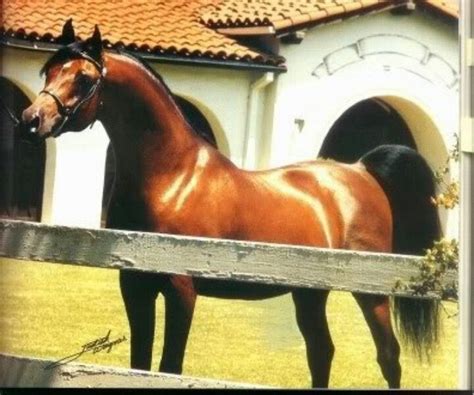 Barbary Bay El Bey X Balajinka By Bask 1973 Bay Stallion Bred By