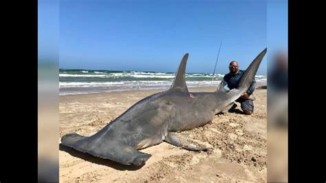 14 Foot Hammerhead Caught By Corpus Christi Fisherman