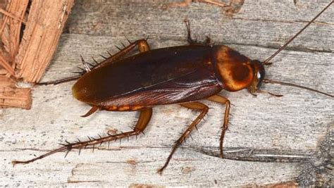 Bugs That Look Like Cockroaches Getridofallthings Com
