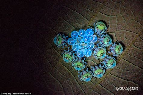 Incredible Eye Popping Images Show Insects Appearing To Glow In The