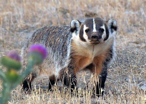 The Badger Looks On 155 Desert Animals Animals Images Animals Wild