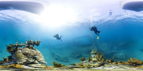 Pour Sauver Les Récifs Coralliens Des Scientifiques Réalisent De