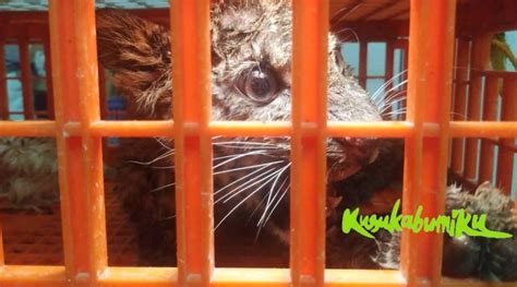 Km 07, pondok halimun km 07, sukabumi. Anak Macan Tutul Diselamatkan di Peternakan Ayam ...