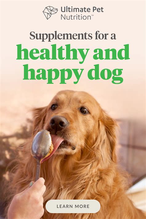 Add This To Your Dogs Food To Help Them Be Healthier Dogs Dog Care