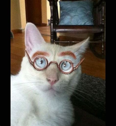 Cat Wearing Glasses Cats And Kittens Funny Animals Funny Cats