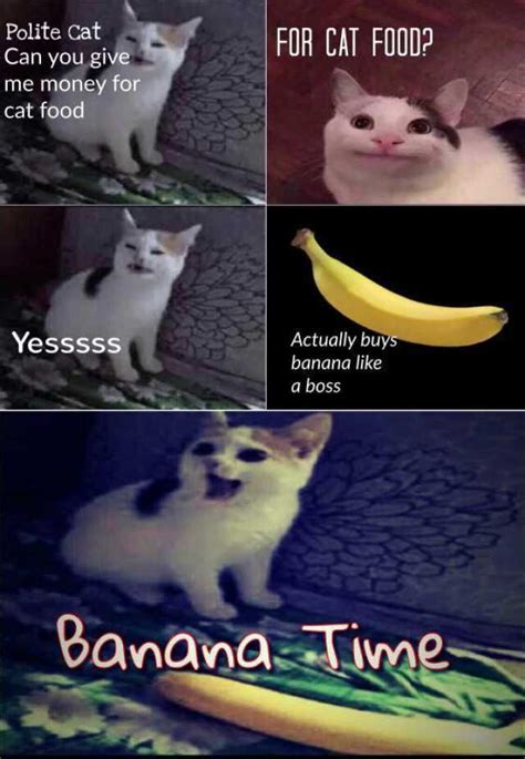 Polite Cat Meme Face