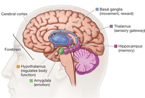 Hippocampus Amygdala Hypothalamus Zaras Life