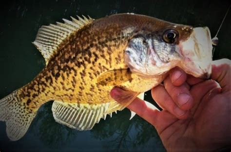 Crappie Fishing With Minnows Tips And Tricks Rangetoreel