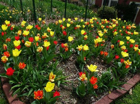 Daylilies And Spring Bulbs The Perfect Combination