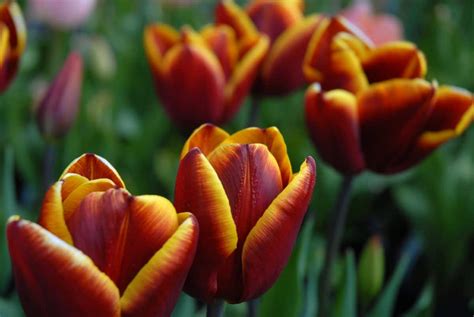 Tulipán Abu Hassan Cómo Es Y Qué Cuidados Necesita Jardineria On