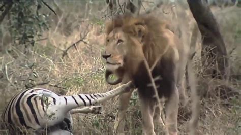 National Geographic Documentary King Of Africa Wildlife Animals Youtube