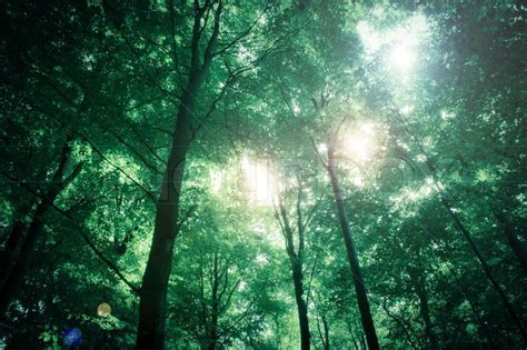 Woods at night think beyond what a character sees, and provide a sensory feast for readers setting is much more than just a backdrop, which is why choosing the right one and describing it well is so important. Fantasy forest with sunlight in the ... | Stock image ...