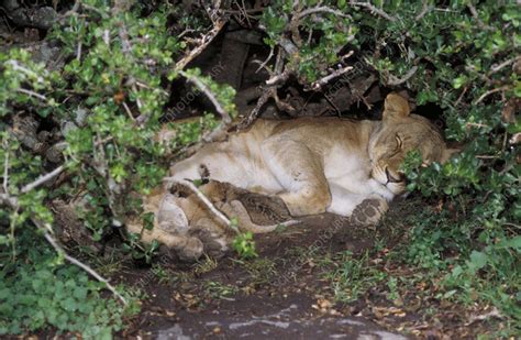 African Lioness Nursing Cubs Stock Image Z9340463 Science Photo